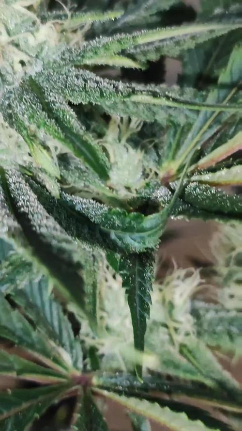 Mimosa #1