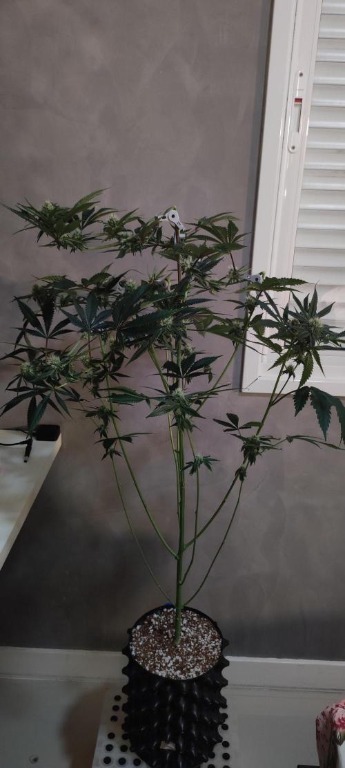Mimosa #1. Week 9