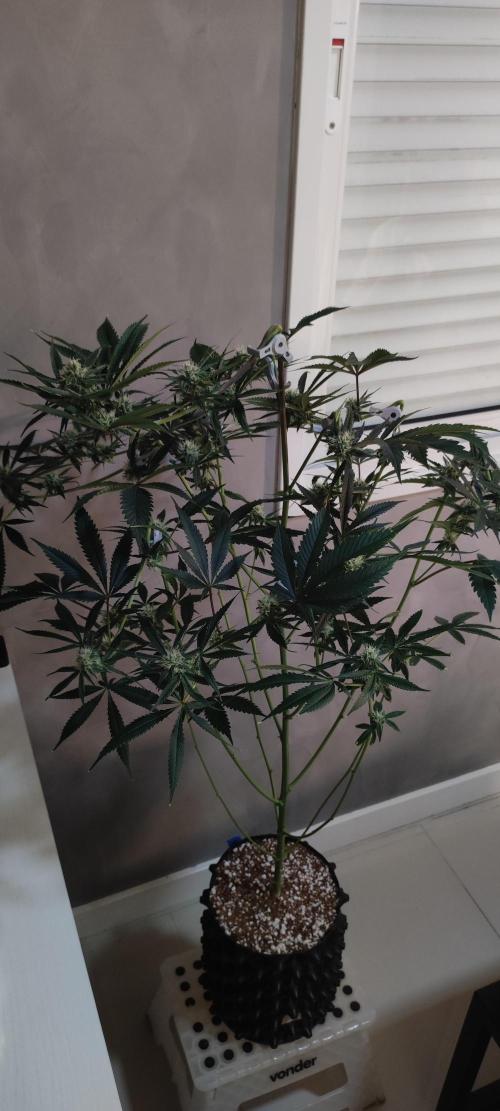Mimosa #1. Week 9