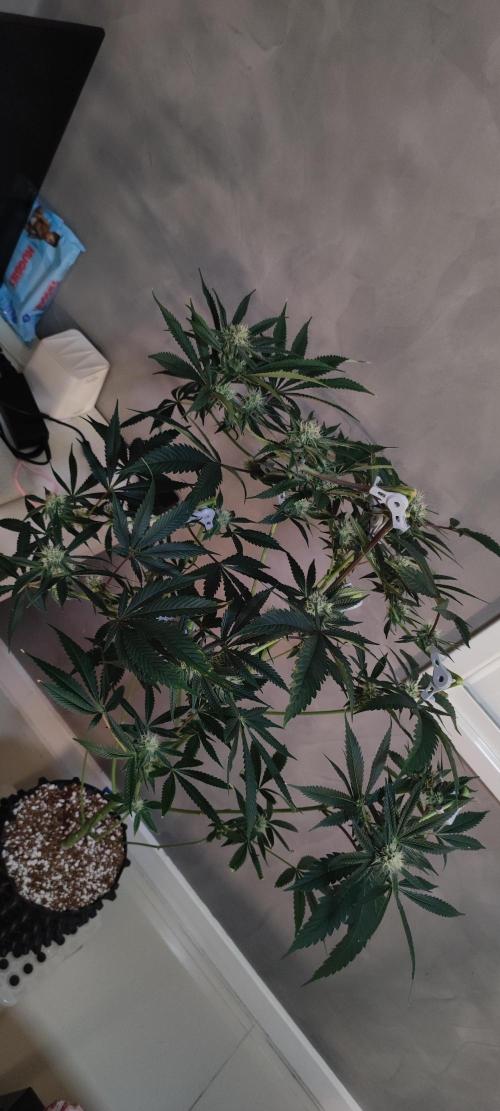 Mimosa #1. Week 9
