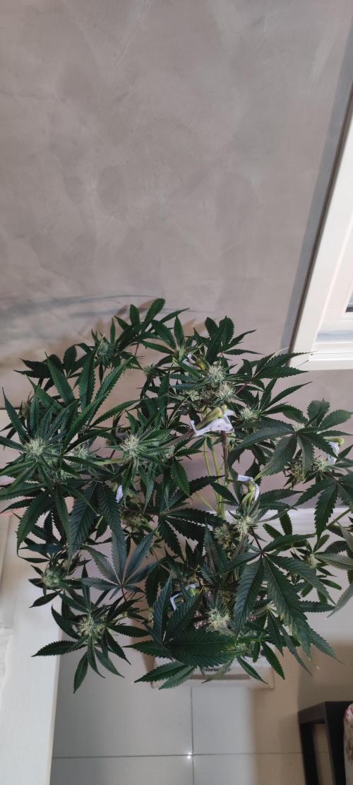 Mimosa #1. Week 9