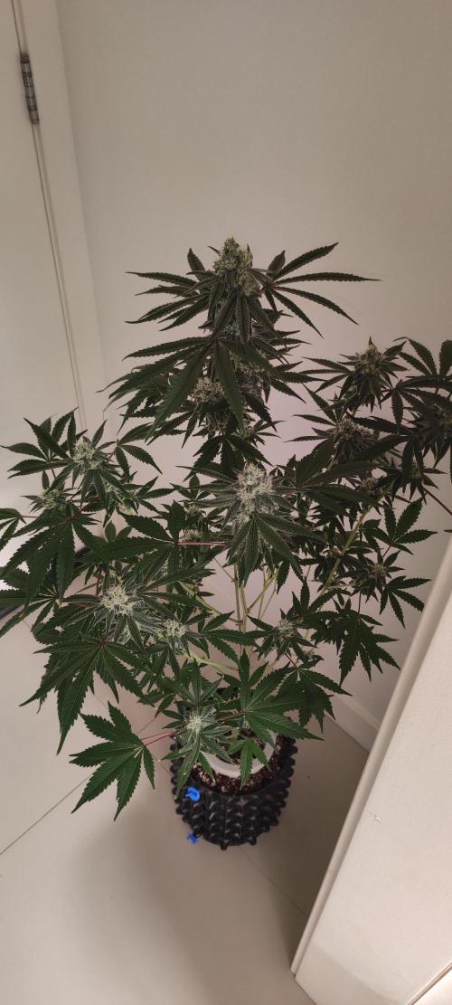 Garlotti #1. Week 10