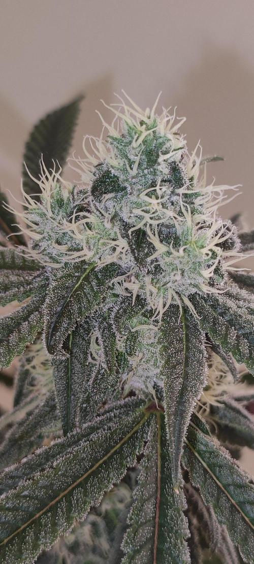 Garlotti #1. Week 10