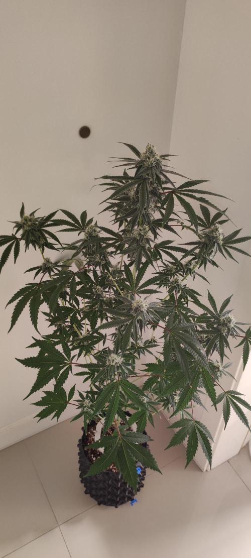 Garlotti #1. Week 10