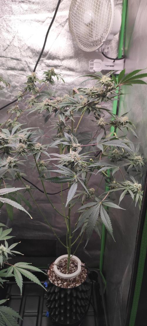 Mimosa #1. Week 10