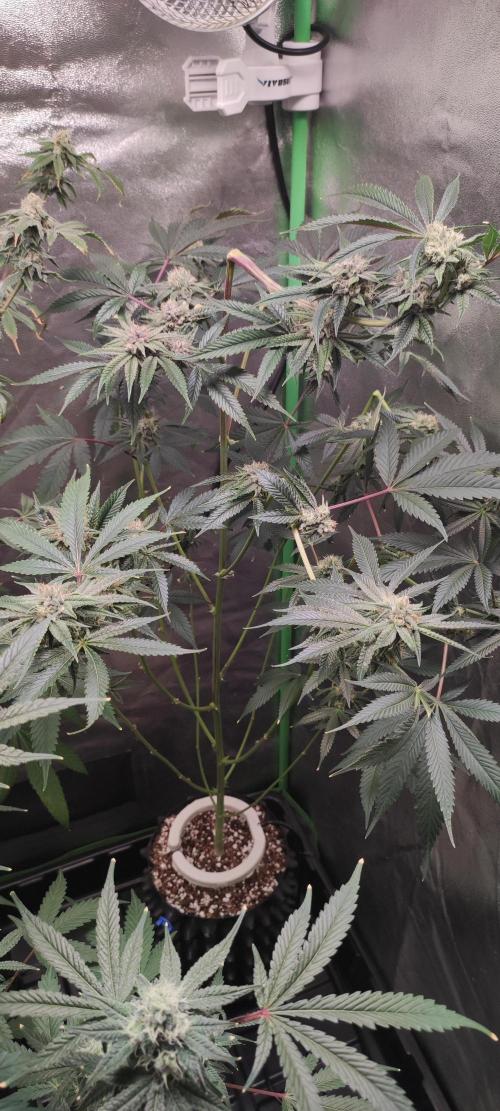 Mimosa #1. Week 10