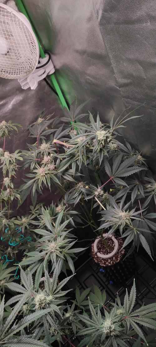 Mimosa #1. Week 10