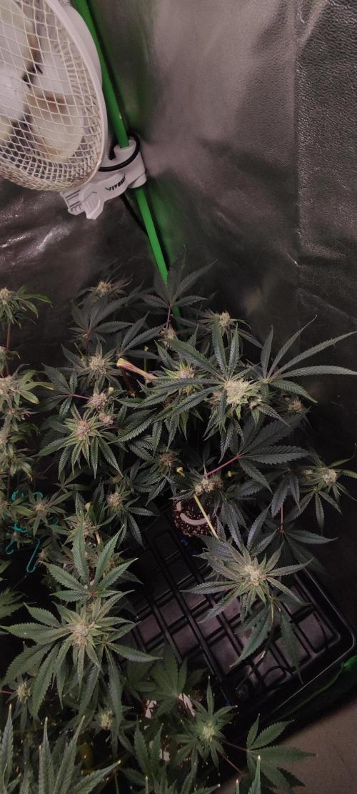Mimosa #1. Week 10