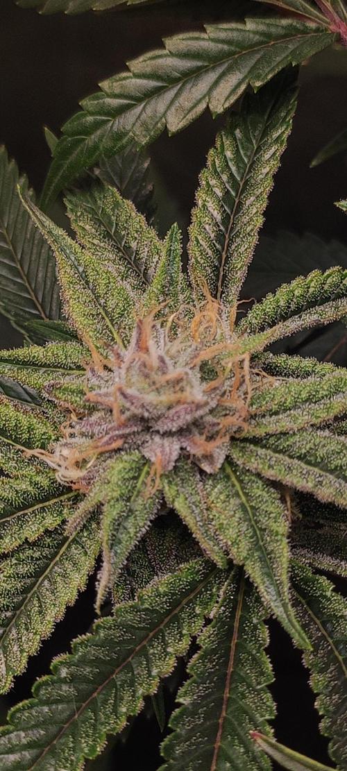 Mimosa #1. Week 10