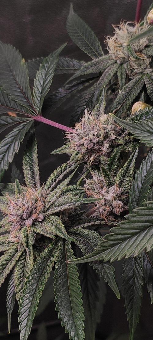 Mimosa #1. Week 10