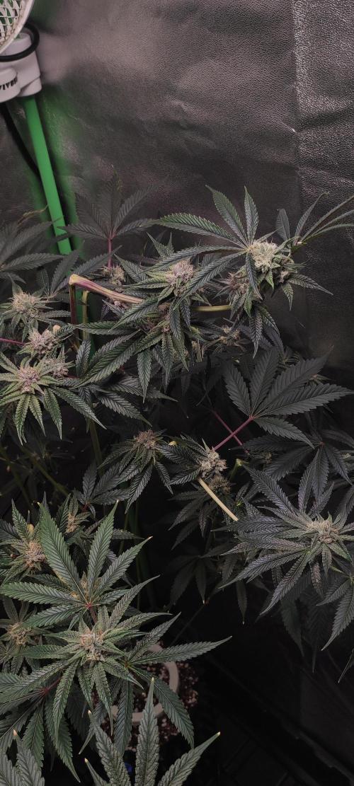 Mimosa #1. Week 10