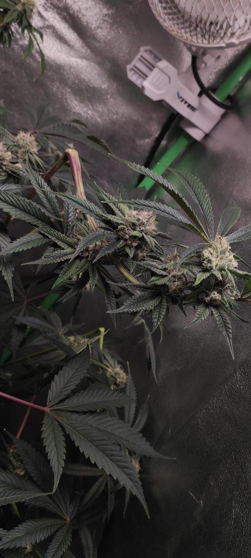 Mimosa #1. Week 10