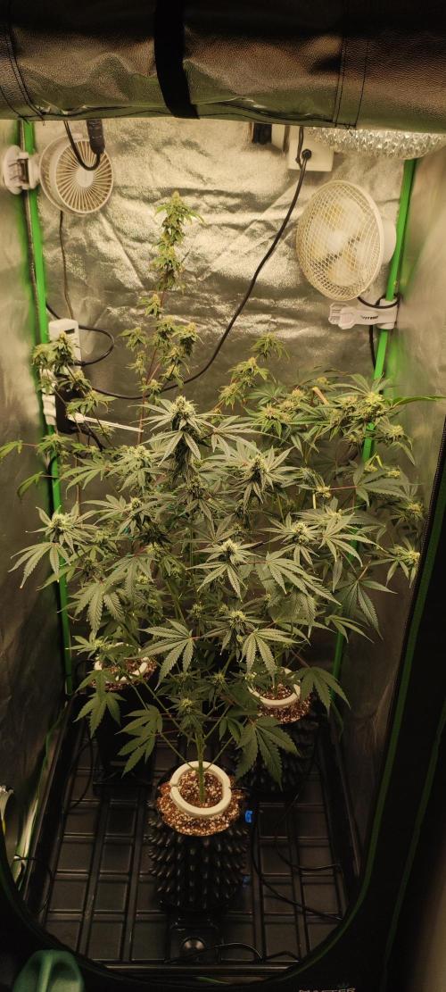 Mimosa #1. Week 10