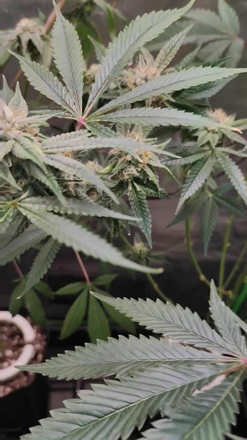 Mimosa #1