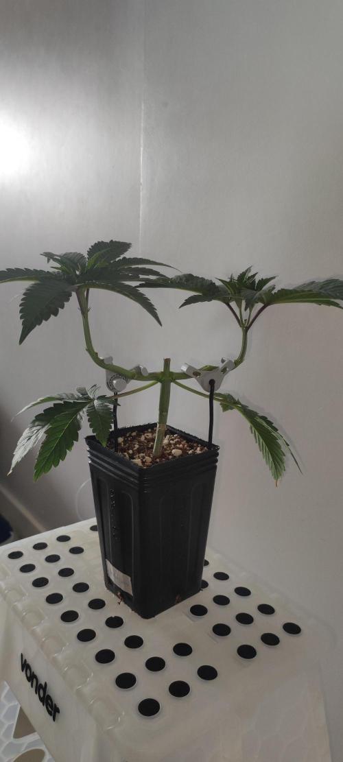 Gorilla Candy. Week 4