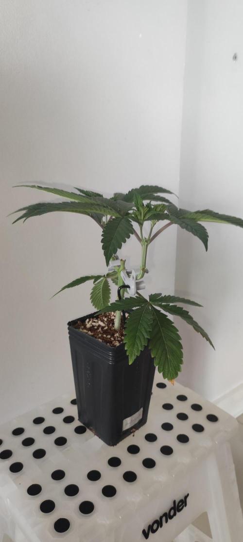 Gorilla Candy. Week 4