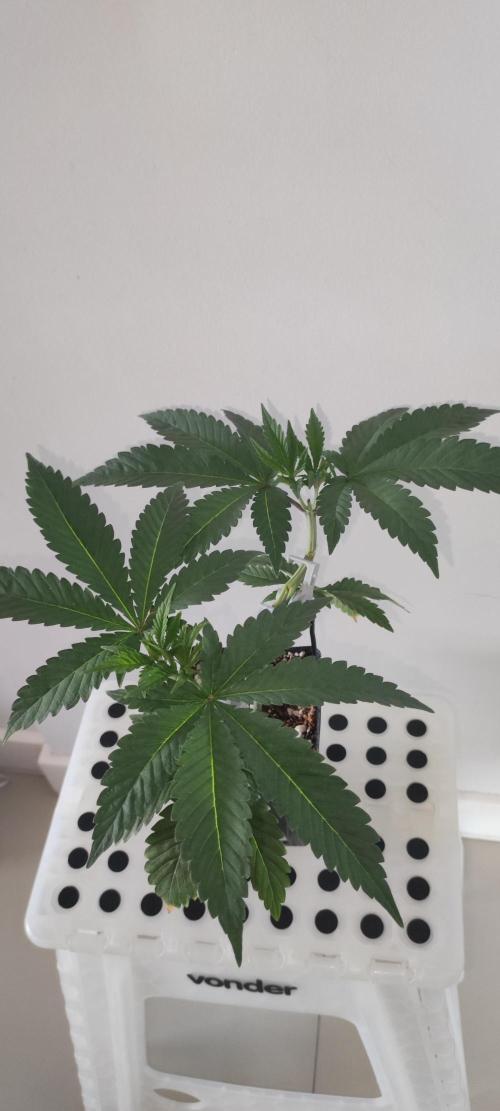 Gorilla Candy. Week 4