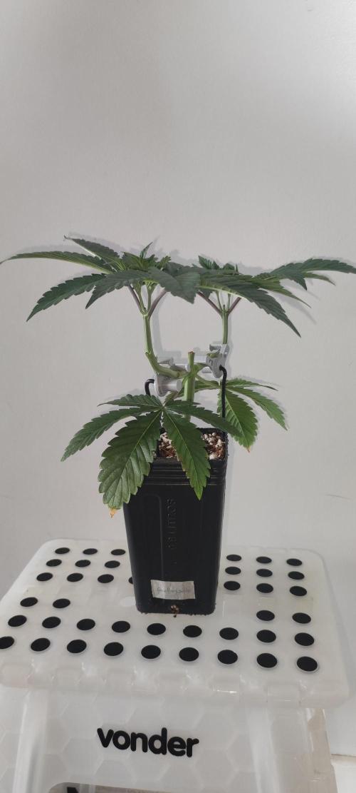 Gorilla Candy. Week 4