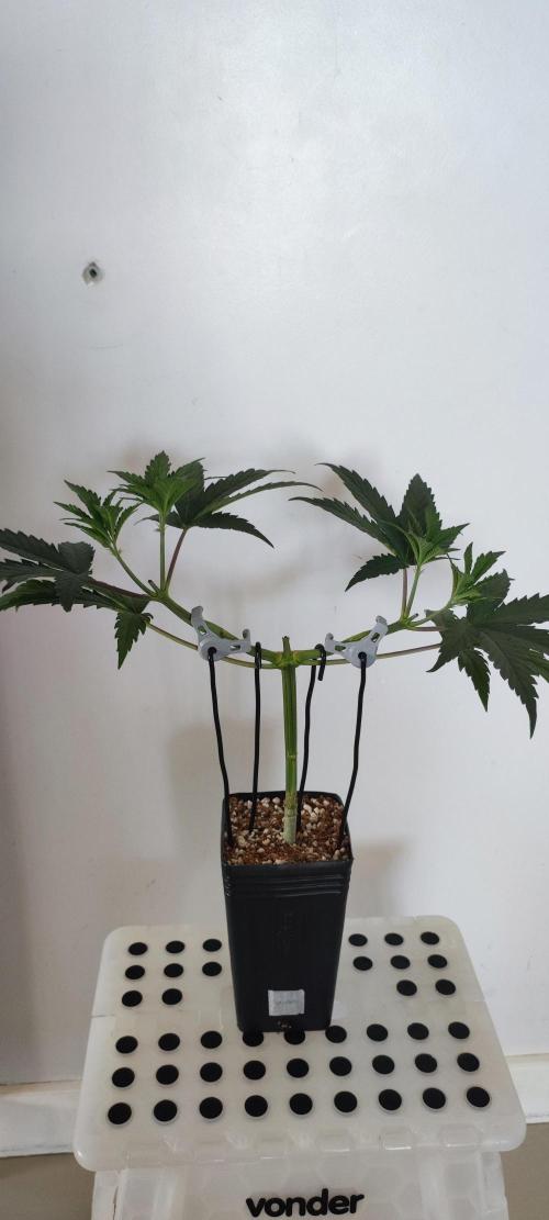 Sherbet. Week 4