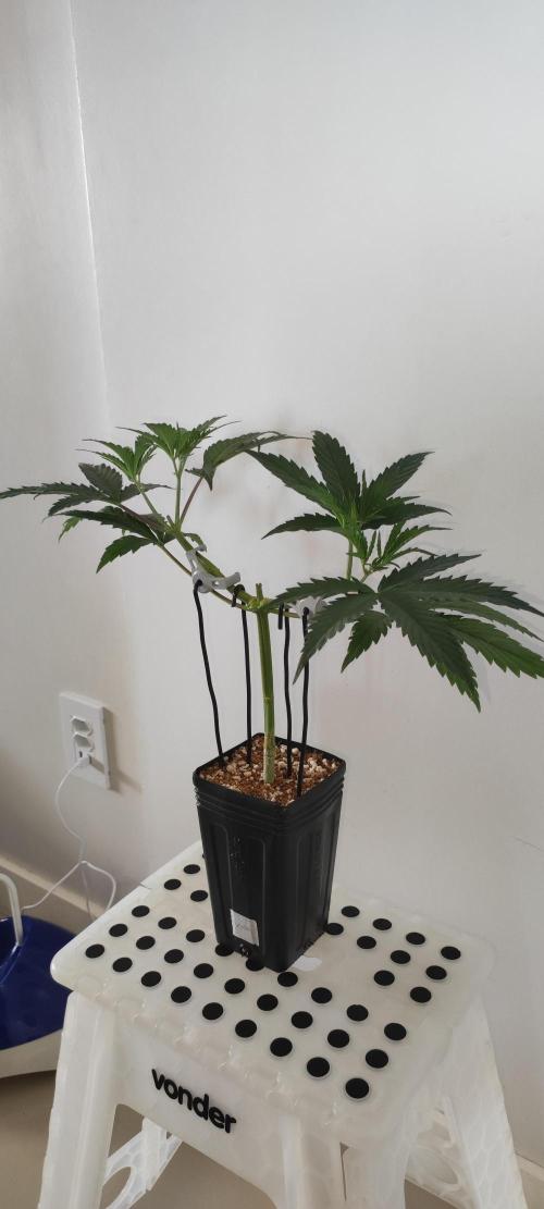 Sherbet. Week 4