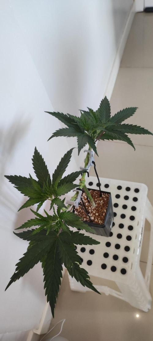 Sherbet. Week 4