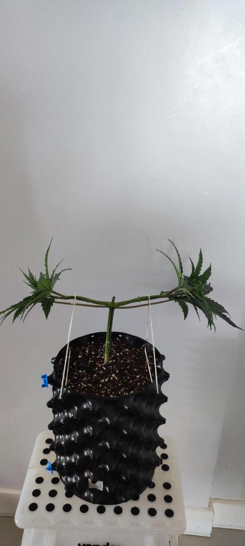 Sherbet. Week 4
