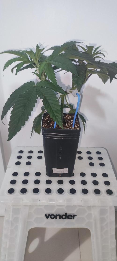 Wedding Cake. Week 4