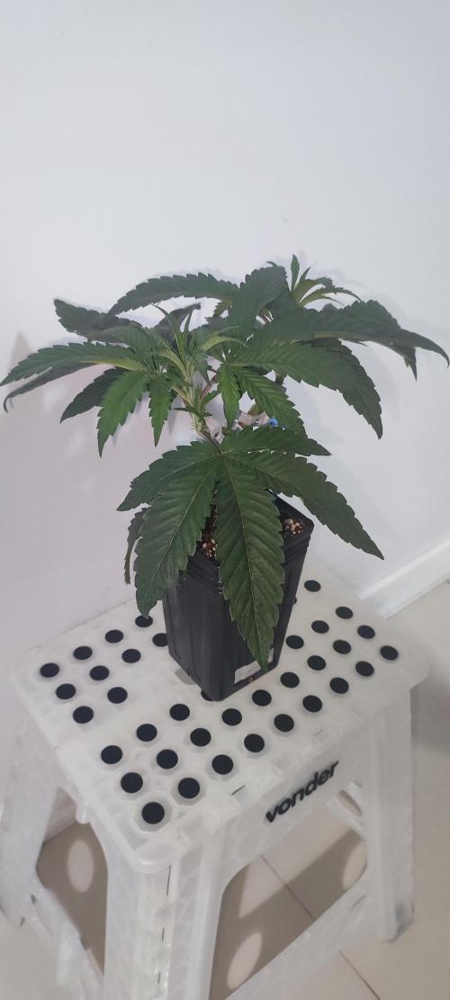 Wedding Cake. Week 4