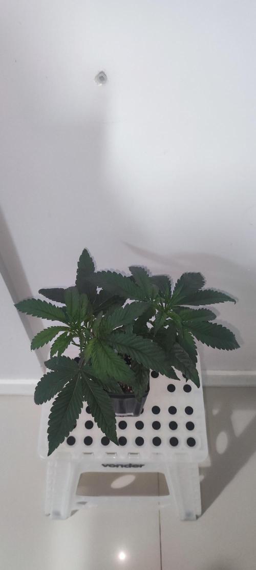 Wedding Cake. Week 4