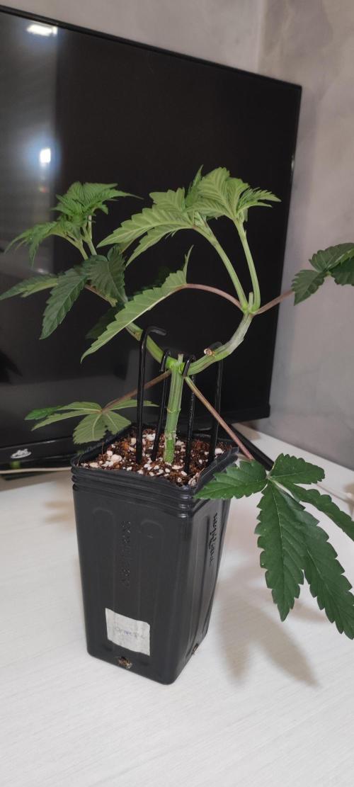 Grape Pie. Week 4