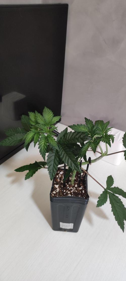 Grape Pie. Week 4