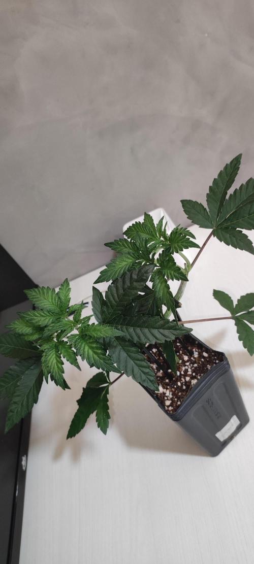 Grape Pie. Week 4