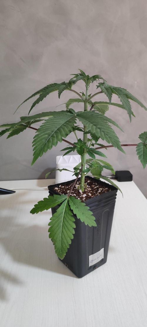 Blue Zushi. Week 3