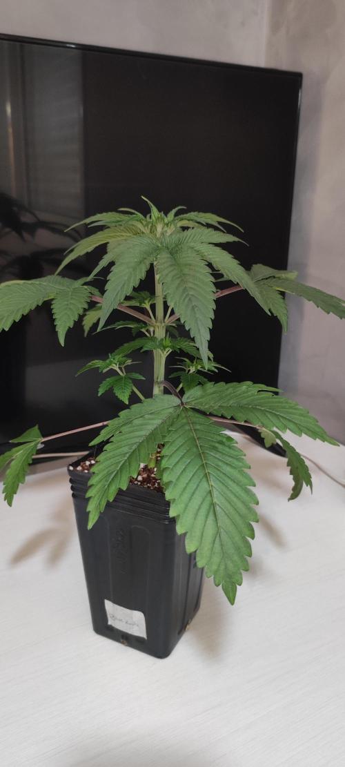 Blue Zushi. Week 3