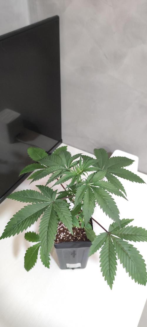 Blue Zushi. Week 3