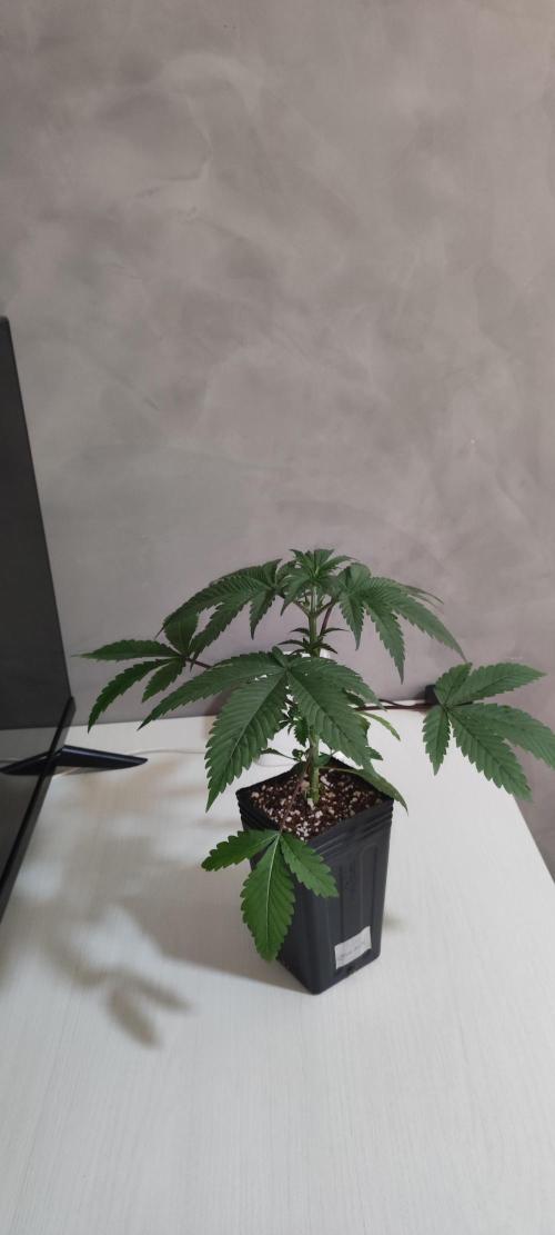 Blue Zushi. Week 3