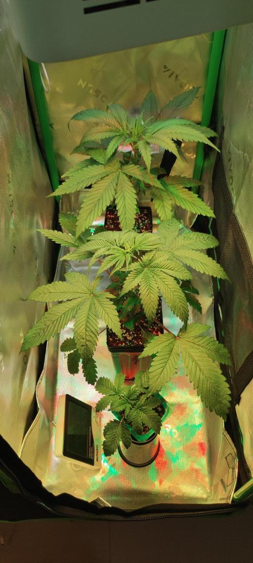 Grateful end OG. Week 3
