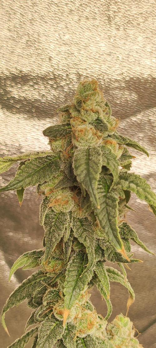 Strawberry Cough. Week 13