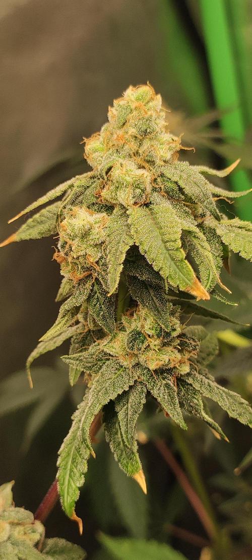 Strawberry Cough. Week 13