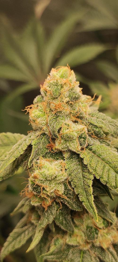 Strawberry Cough. Week 13
