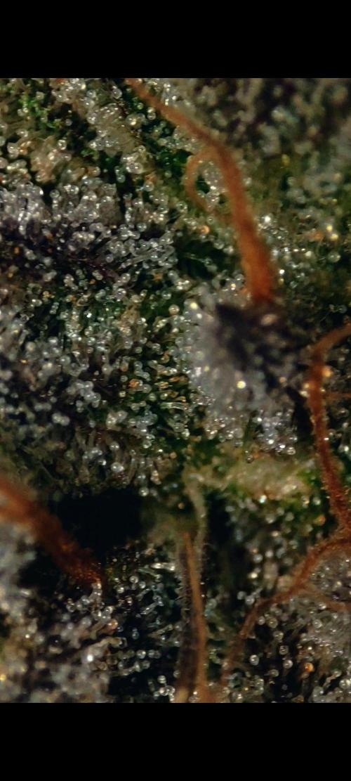 Strawberry Cough. Week 13