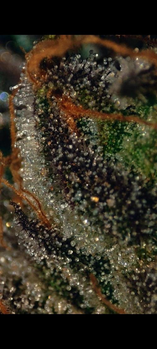 Strawberry Cough. Week 13