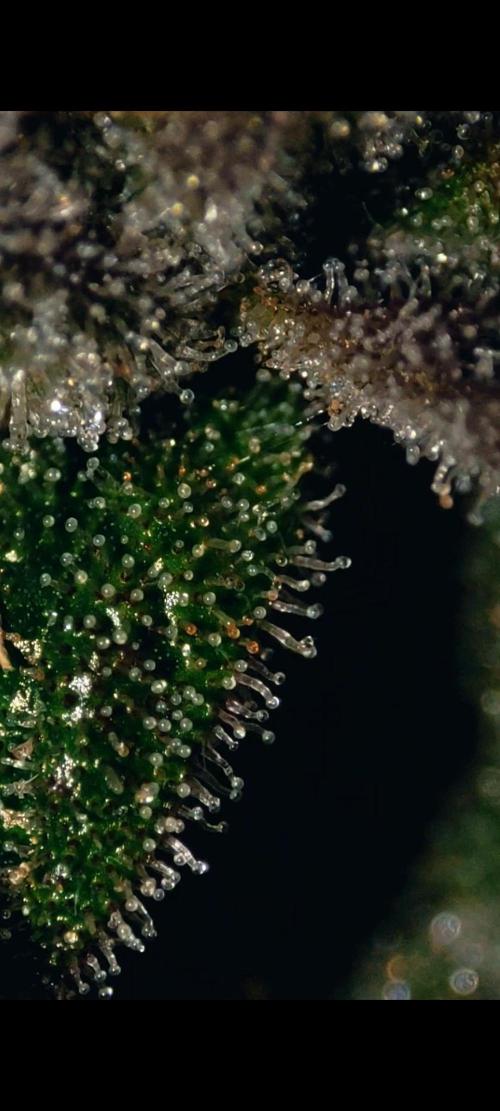 Strawberry Cough. Week 13