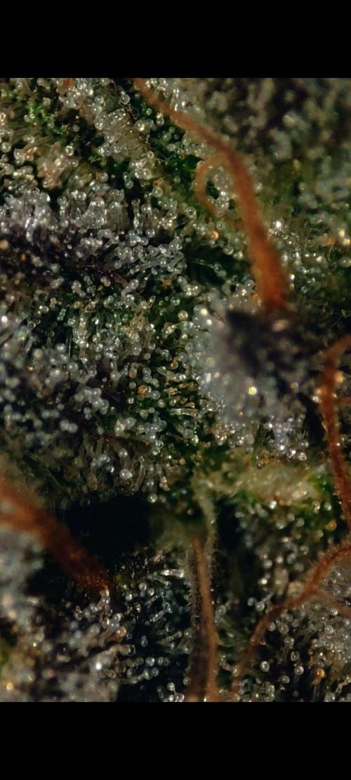 Strawberry Cough. Week 13