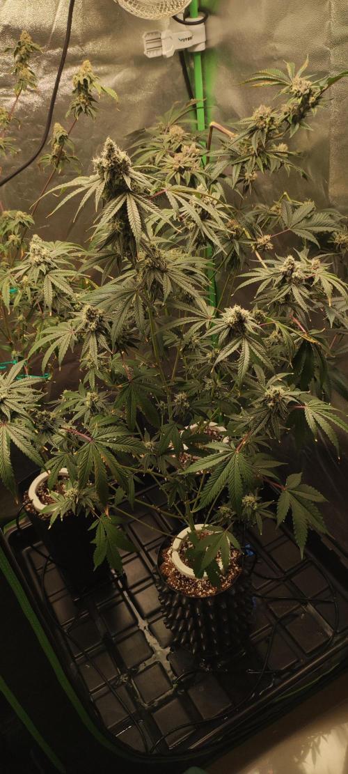 Garlotti #1. Week 11