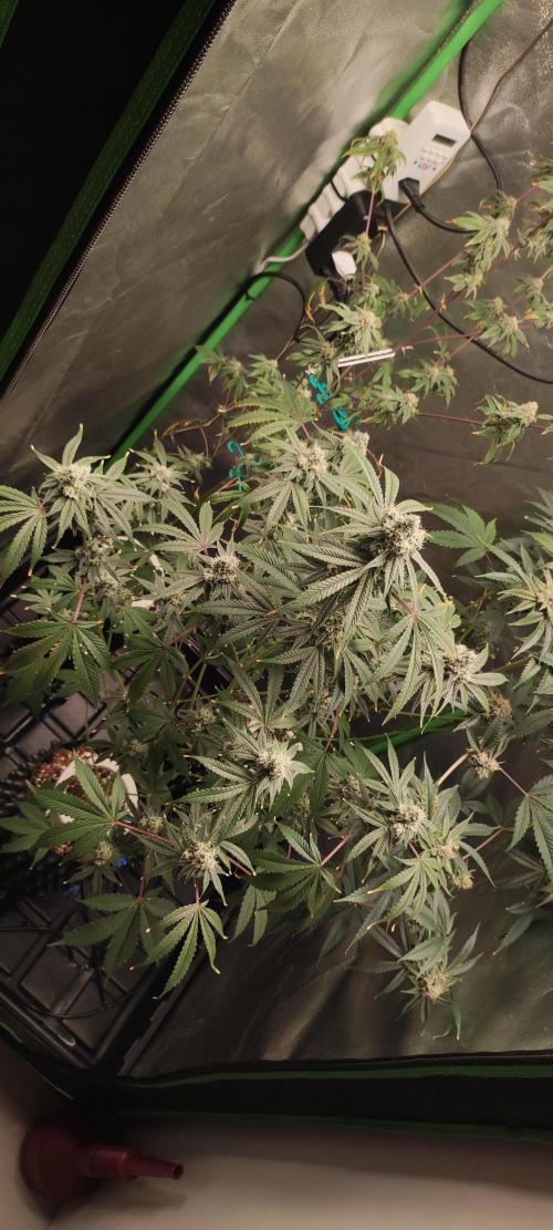 Garlotti #1. Week 11