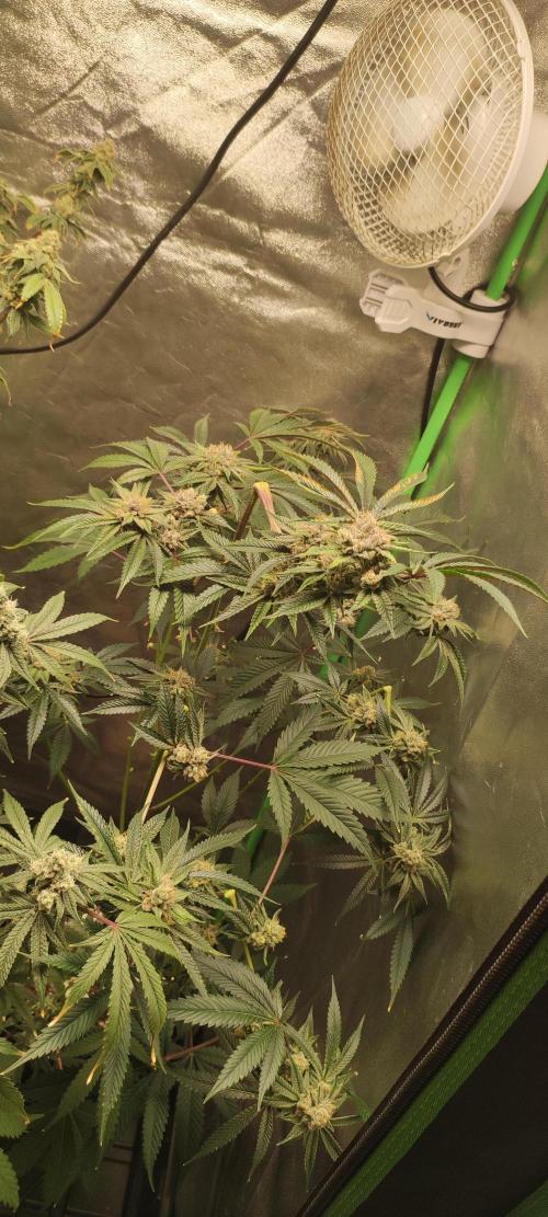 Mimosa #1. Week 11