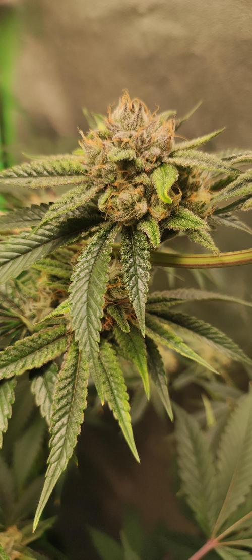 Mimosa #1. Week 11