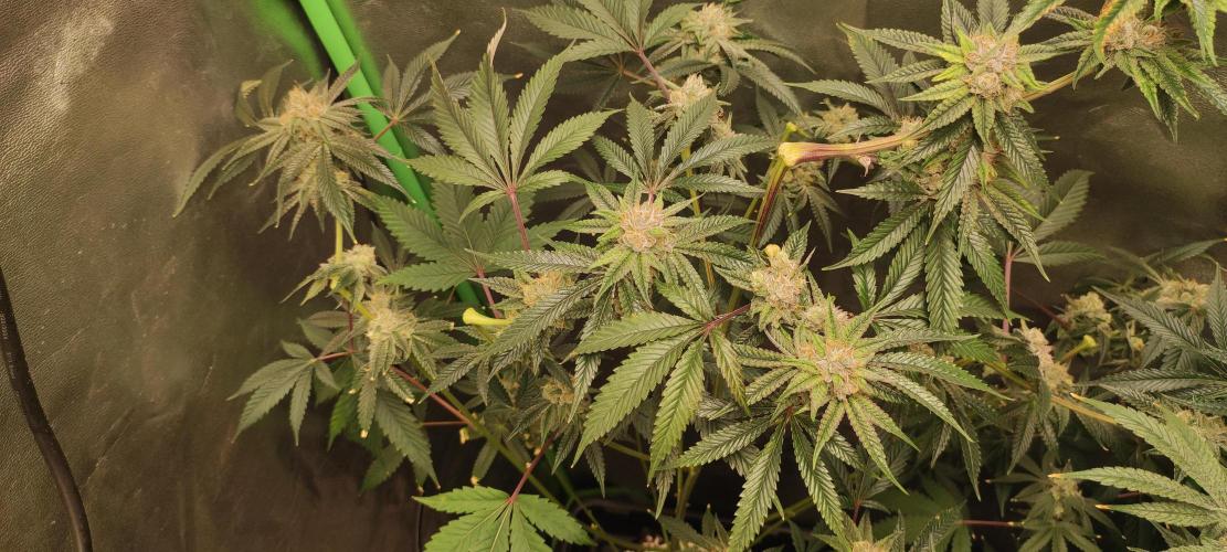 Mimosa #1. Week 11