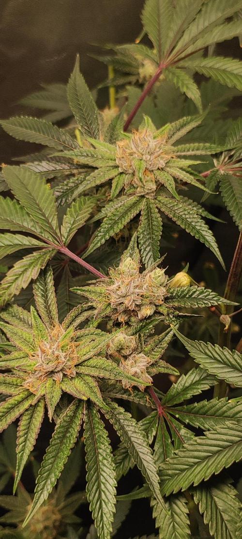 Mimosa #1. Week 11